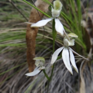 Caladenia moschata at Paddys River, ACT - suppressed