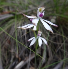 Caladenia moschata (Musky Caps) at Paddys River, ACT - 6 Nov 2015 by galah681