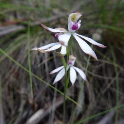 Caladenia moschata (Musky Caps) at Paddys River, ACT - 7 Nov 2015 by galah681