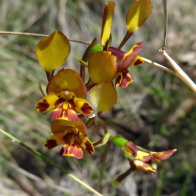 Diuris semilunulata (Late Leopard Orchid) at Paddys River, ACT - 7 Nov 2015 by galah681