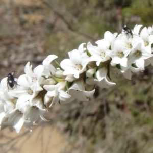 Epacris breviflora at Paddys River, ACT - 7 Nov 2015 10:46 AM