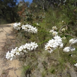 Epacris breviflora at Paddys River, ACT - 7 Nov 2015 10:46 AM