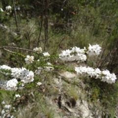 Epacris breviflora at Paddys River, ACT - 7 Nov 2015 10:46 AM