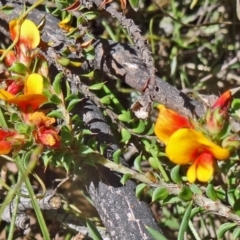 Pultenaea procumbens (Bush Pea) at Paddys River, ACT - 7 Nov 2015 by galah681