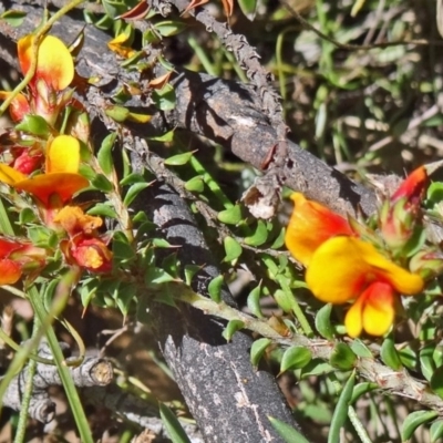 Pultenaea procumbens (Bush Pea) at Paddys River, ACT - 7 Nov 2015 by galah681