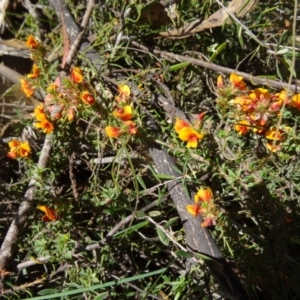 Pultenaea procumbens at Paddys River, ACT - 7 Nov 2015 11:05 AM