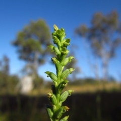 Microtis parviflora at Belconnen, ACT - 9 Nov 2014