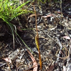 Microtis parviflora at Belconnen, ACT - 9 Nov 2014