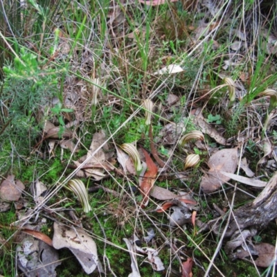 Diplodium truncatum (Little Dumpies, Brittle Greenhood) at Cook, ACT - 16 Mar 2012 by CathB