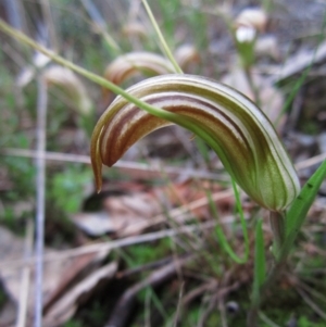 Diplodium truncatum at Cook, ACT - suppressed