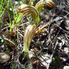 Diplodium truncatum at Cook, ACT - suppressed