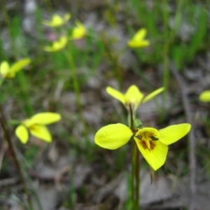 Diuris chryseopsis at Belconnen, ACT - suppressed