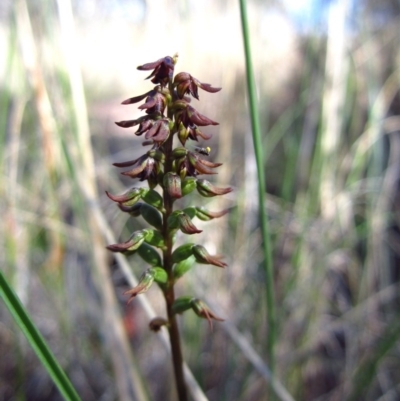 Corunastylis clivicola (Rufous midge orchid) at Cook, ACT - 22 Mar 2013 by CathB