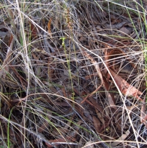 Corunastylis clivicola at Cook, ACT - 23 Mar 2013