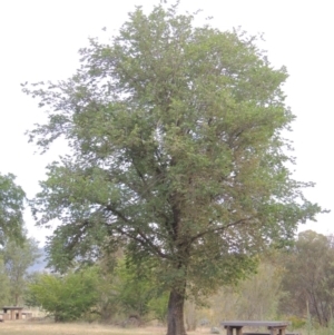 Ulmus procera at Greenway, ACT - 15 Dec 2015 06:25 PM