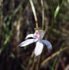 Caladenia moschata (Musky Caps) at Cook, ACT - 15 Oct 2013 by CathB