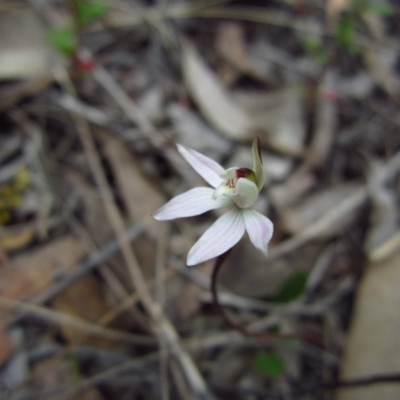 Caladenia fuscata (Dusky Fingers) at Cook, ACT - 23 Sep 2014 by CathB