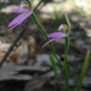 Caladenia carnea at Belconnen, ACT - 6 Oct 2010