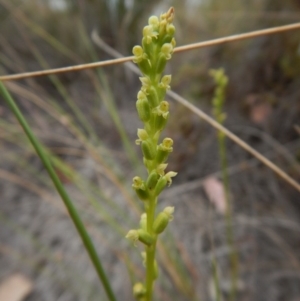 Microtis parviflora at Belconnen, ACT - 15 Dec 2015