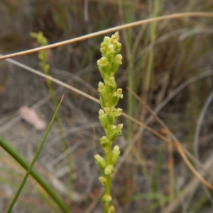 Microtis parviflora at Belconnen, ACT - suppressed