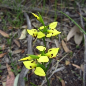 Diuris sulphurea at Belconnen, ACT - suppressed