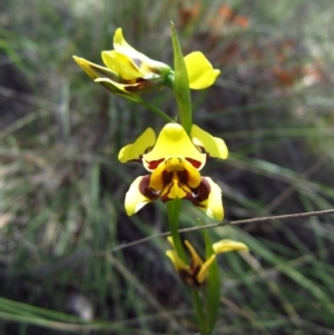 Diuris sulphurea at Cook, ACT - suppressed