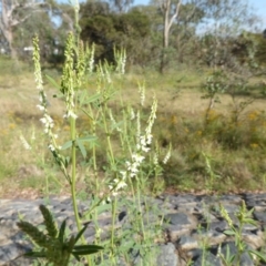 Melilotus albus (Bokhara Clover) at O'Malley, ACT - 3 Dec 2015 by Mike