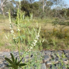 Melilotus albus (Bokhara) at O'Malley, ACT - 2 Dec 2015 by Mike