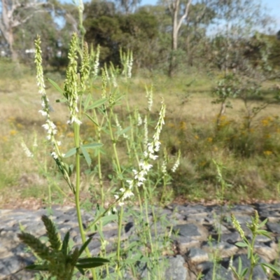 Melilotus albus (Bokhara Clover) at O'Malley, ACT - 3 Dec 2015 by Mike