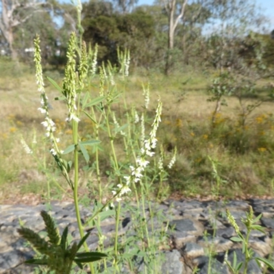 Melilotus albus (Bokhara) at O'Malley, ACT - 3 Dec 2015 by Mike