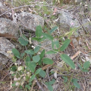 Oxytes brachypoda at Jerrabomberra, ACT - 8 Dec 2015