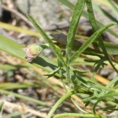 Convolvulus angustissimus subsp. angustissimus (Australian Bindweed) at Symonston, ACT - 13 Dec 2015 by Mike