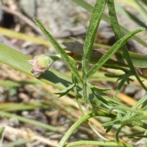 Convolvulus angustissimus subsp. angustissimus at Symonston, ACT - 13 Dec 2015