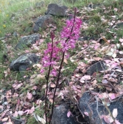 Dipodium roseum (Rosy Hyacinth Orchid) at Mount Taylor - 16 Dec 2015 by George