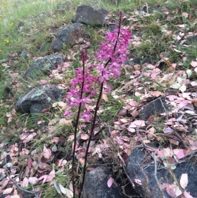 Dipodium roseum (Rosy Hyacinth Orchid) at Mount Taylor - 16 Dec 2015 by George