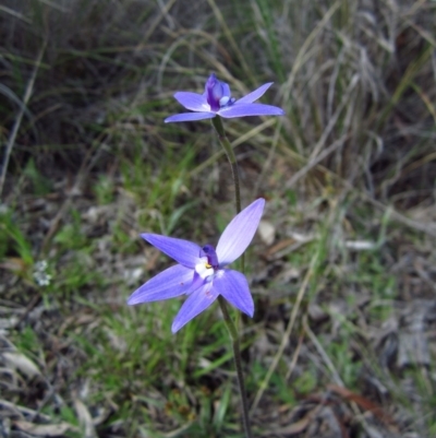 Glossodia major (Wax Lip Orchid) at Cook, ACT - 27 Sep 2014 by CathB