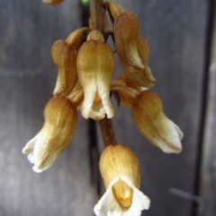 Gastrodia sesamoides (Cinnamon Bells) at Cook, ACT - 10 Nov 2014 by CathB