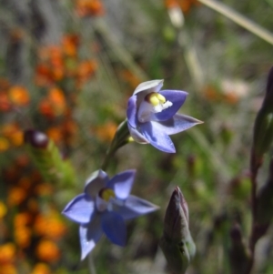 Thelymitra pauciflora at Cook, ACT - suppressed