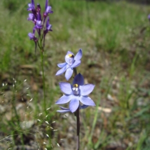 Thelymitra pauciflora at Cook, ACT - 25 Oct 2014