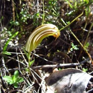 Diplodium truncatum at Belconnen, ACT - suppressed