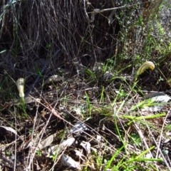 Diplodium truncatum at Belconnen, ACT - suppressed