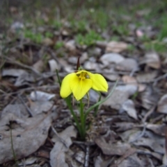 Diuris chryseopsis (Golden Moth) at Aranda Bushland - 15 Sep 2014 by CathB