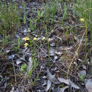 Diuris chryseopsis at Belconnen, ACT - suppressed