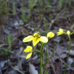 Diuris chryseopsis at Belconnen, ACT - suppressed