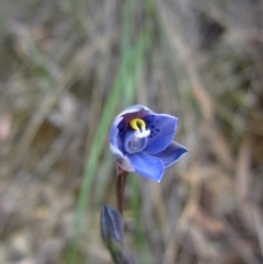Thelymitra simulata (Graceful Sun-orchid) at Canberra Central, ACT - 29 Oct 2014 by CathB