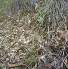 Thelymitra simulata at Canberra Central, ACT - 30 Oct 2014