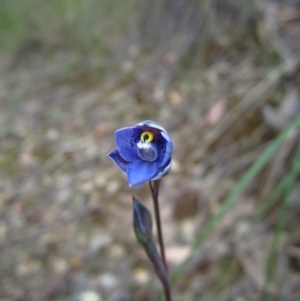 Thelymitra simulata at Canberra Central, ACT - 30 Oct 2014