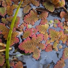 Azolla pinnata (Ferny Azolla) at Cook, ACT - 5 May 2012 by CathB