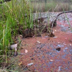 Azolla pinnata at Cook, ACT - 6 May 2012 09:15 AM