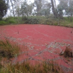 Azolla pinnata at Cook, ACT - 6 May 2012 09:15 AM